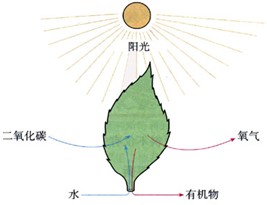 下图是光合作用示意图,回答问题