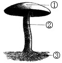 图为蘑菇结构示意图,请按要求填写.
