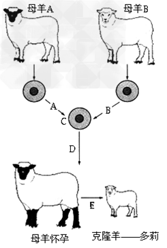 如图是克隆羊"多莉"的培育过程示意图