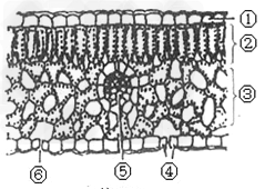 下图是叶的横切面显微结构模式图.请回答