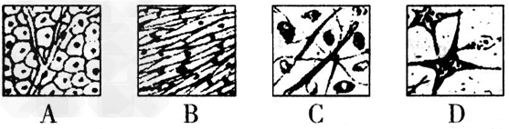下图是人体的四种组织示意图,根据图回答