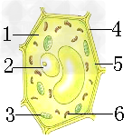 下图为植物细胞结构模式图,据图回答问题.