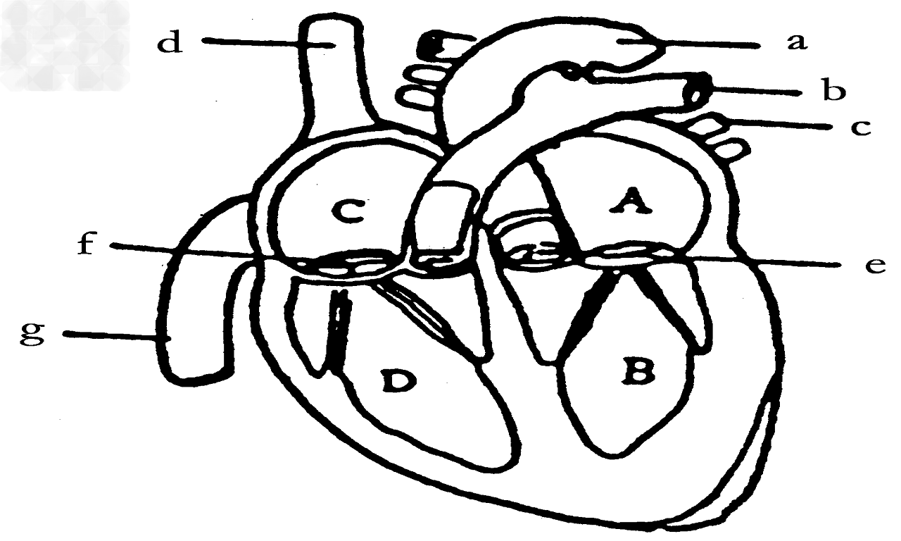 下图是心脏示意图,据图回答下列问题