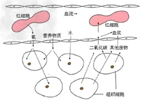 该血管适于血液与组织细胞充分的进行物质交换的特点是:内径只有8-10