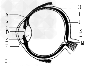 下图是人眼球结构模式图,请据图分析回答问题