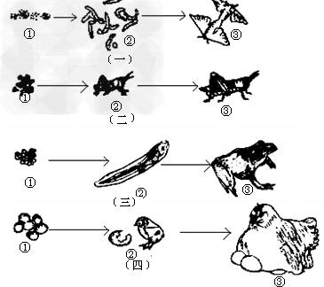 下面是各种动物发育过程图,根据图和题意回答问题