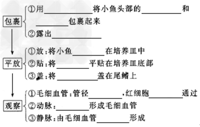 观察鱼尾鳍的血液流动