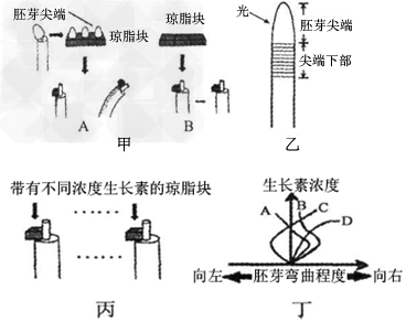 材料二:1928年,温特完成了图甲实验.证实了尖端确实产生