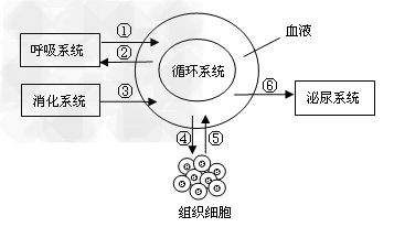 下图是呼吸,消化,循环,泌尿系统的功能联系示意图,①～⑥表示生理过程