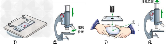 初中生物试题 显微镜的基本构造和使用方法 下图显示的是显微镜的几个