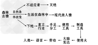 如图是人类进化过程示意图，据图分析同答问题。