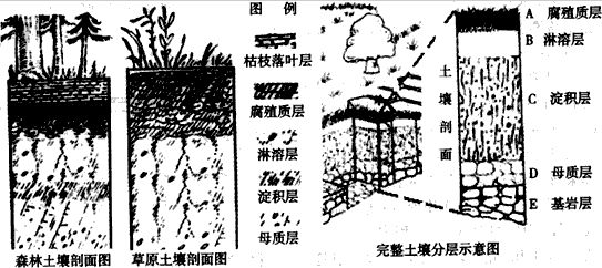 土壤是地理环境的一个要素,其形成和发展受其他地理要素的影响.