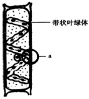 如下图为水绵结构模式图.恩格尔.