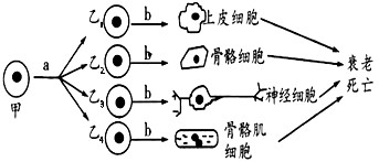 下图为人体某早期胚胎细胞所经历的生长发育阶段示意图,图中甲,乙为两