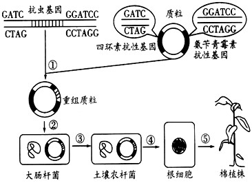 下图表示利用基因工程培育抗虫棉的过程.请据图回答下列有关问题