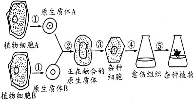 下图为植物细胞融合及组织培养过程的示意图,下列有关