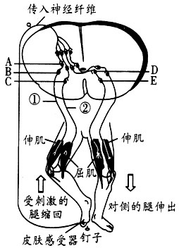 下图表示屈反射的反射弧,分析回答