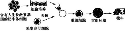 科学家通过转基因技术获得了含有人生长激素基因的奶牛,如果要加速转