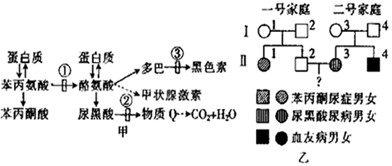 下图甲示人体内苯丙氨酸与酪氨酸的代谢途径,图中数字