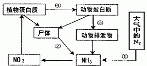 有关生物蛋白质代谢途径变化如下图所示,选出正确的一项是