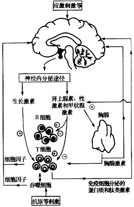 动物稳态调节过程,请回答有关问题。 (1)实验发