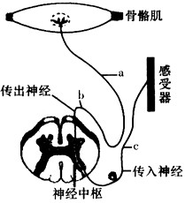 下图所示为反射弧结构模式图,在a,c处分别放置电位计,b处给以适宜刺激