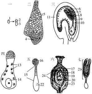 准备的细胞高中练习题_生物高中P6新东方遗传要前基础做图片