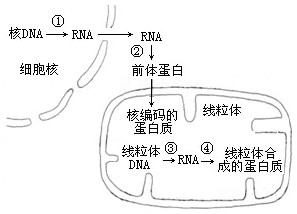 v信息信息的翻译和转录练习题_高中生物P13胸好的高中生软图片