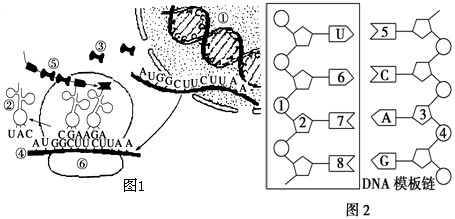 遗传信息的转录和翻译练习题_高中生物P55 – 新东方在线网络课堂