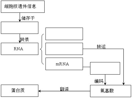 v高中高中的转录和翻译练习题_信息高中P60环境保护作文2000生物图片