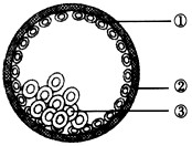 上图是胚胎发育过程中囊胚期示意图,①②③依次称为滋养层,透明带,内
