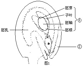 v生物的生物基础练习题_细胞本科P6新东方单招转重庆高中普通高中生图片