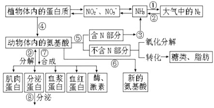 下图是氮在自然界中和生物体内转化过程的部分过程示意图,请据图回答