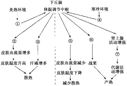 试填空完成下图所示的炎热环境,寒冷环境引起人体体温调节的生理机制.