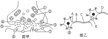 神经元之间通过突触传递信息图解突触图片突触传递简图突触结构简图