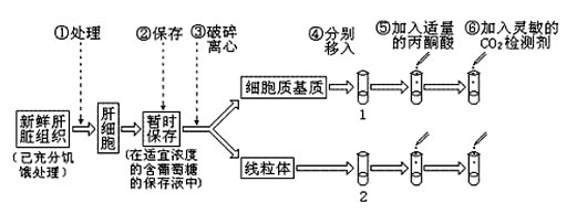为了验证高等动物细胞有氧呼吸第二阶段发生的