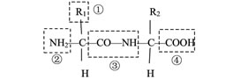 "下图表示二肽分子的结构,①②③④中含有肽键的是.