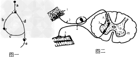 图1是神经结构示意图,a,b,c,d,e分别代表神经结构的某些位置;图2是