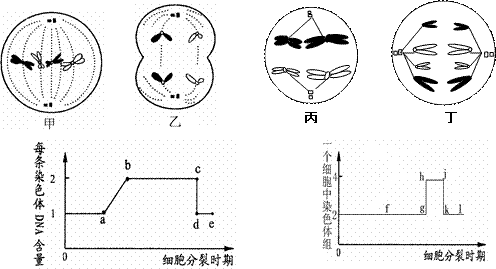 10 11学年江苏省姜堰市第二中学高三第一学期期中考试生物试卷 高三生物真题p9 新东方在线网络课堂