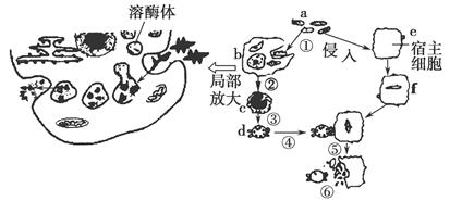 12 13学年广东省陆丰市碣石中学高二第二次月考生物试卷 带解析 高二生物真题p12 新东方在线网络课堂