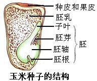 玉米颖果纵切结构图,玉米籽粒纵切_大山谷图库