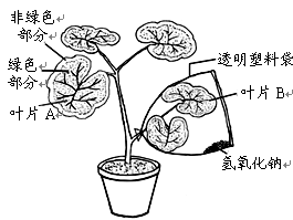 题文 小组同学为探究绿色植物光合作用 选择一种盆栽的银边天竺葵 叶片边缘部分的细胞中无叶绿体 作为实验材料 实验装置如下图所示 请你一起参与探究并分析回答 新东方在线网络课堂