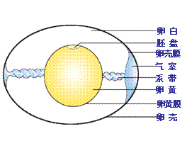 胚盘示意图,二胚层胚盘的形成示意图(第3页)_大山谷图库