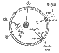 13届山东省实验中学高三 6月 第二次模拟考试理科综合生物试卷 带解析 高考生物二模 新东方在线网络课堂