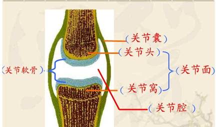 2013―2014学年湖北潜江市上学期期中考试八年级生物卷(带解析)