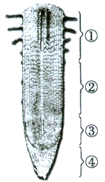 植物根尖结构图 搜狗图片搜索
