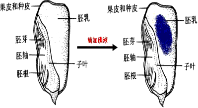 在玉米种子的纵剖面上滴加碘液变蓝色的部分是a 胚根b 子叶c 胚乳d 胚芽 新东方在线网络课堂