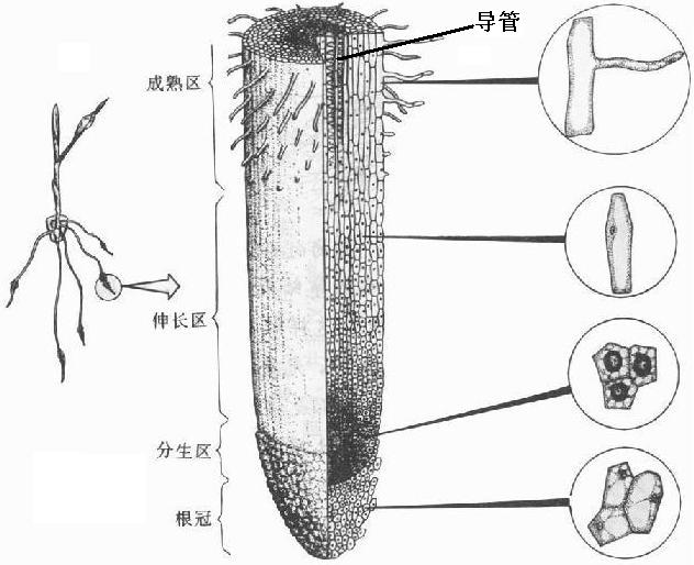 在根尖的结构中 有一群近似正方形的细胞 排列紧密 细胞壁薄 细胞质浓 细胞核大 这些细胞位于a 根冠b 分生区c 伸长区d 成熟区