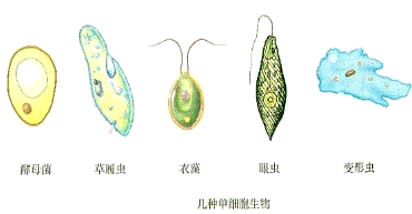 衣藻细胞结构示意图,细胞示意图,衣藻细胞_大山谷图库