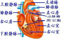 家兔的心脏有a 一心房一心室b 二心房一心室c 二心房一心室 心室中有不完全隔膜d 二心房二心室 心脏左右两侧完全分开